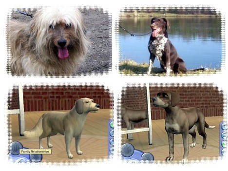 beau_and_gina_the_sims_2_pets_and_real_life.jpg
